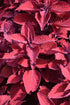 Coleus Main Street Beale Street