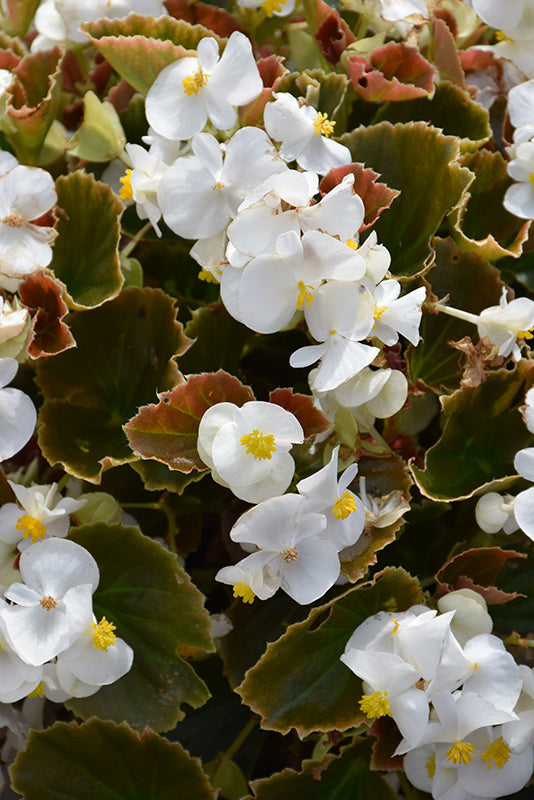 Begonia Cocktail White