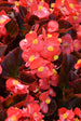 Begonia Cocktail Red
