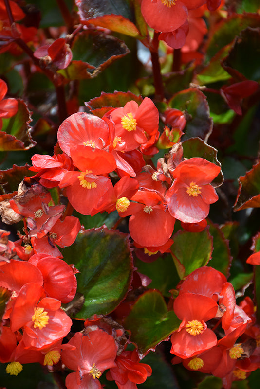 Begonia Ambassador Red