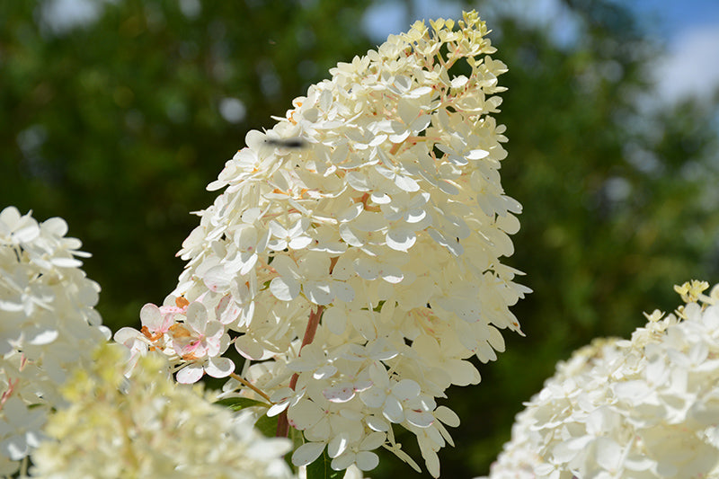 Hydrangea First Editions® Vanilla Strawberry™