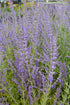 Russian Sage Little Spire