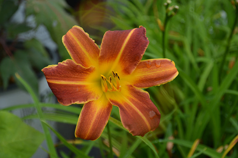 Daylily Everydaylily® Red Rib®- Red/Gold