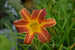 Daylily Everydaylily® Red Rib®- Red/Gold