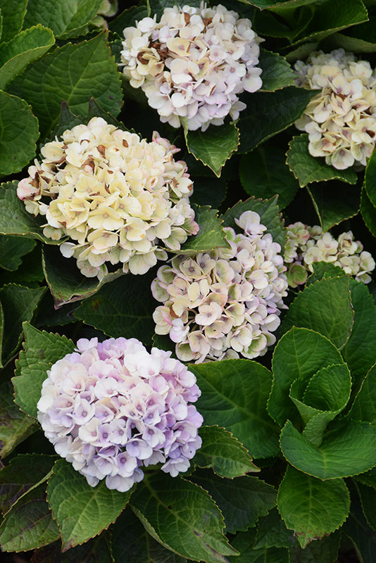 Hydrangea Magical® Revolution