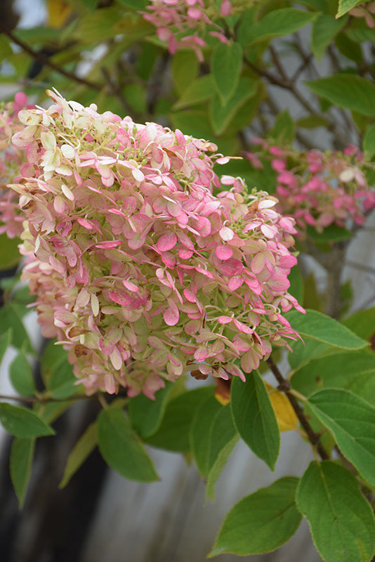 Hydrangea Limelight