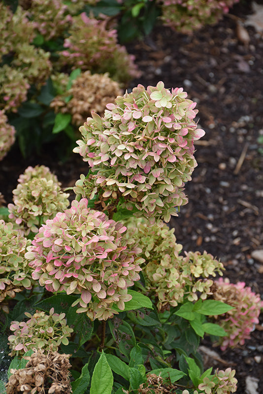 Hydrangea Little Lime®