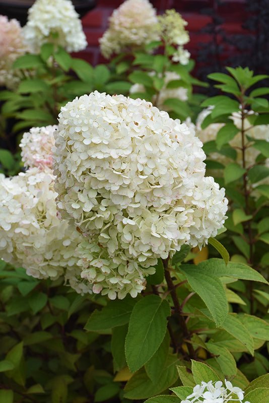 Hydrangea Bobo®