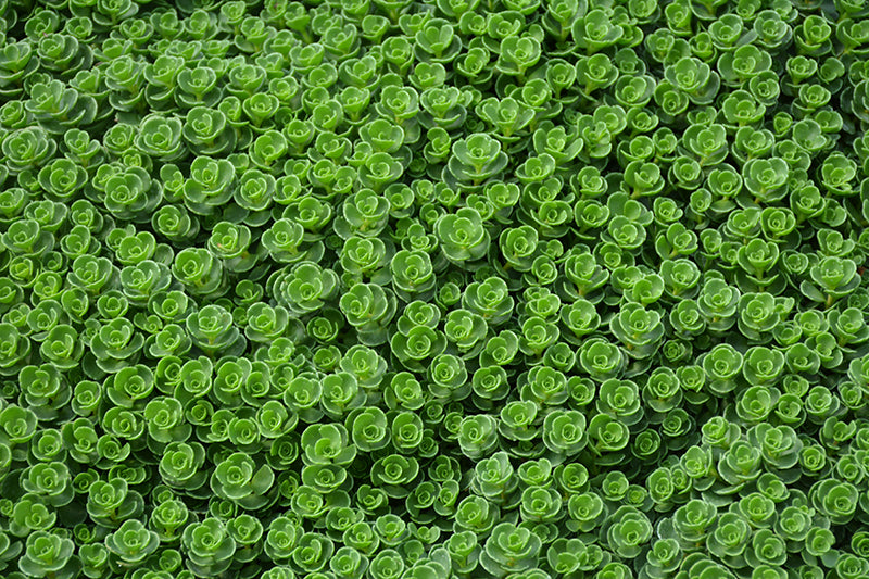 Sedum John Creech