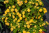 Lantana Luckyª Yellow