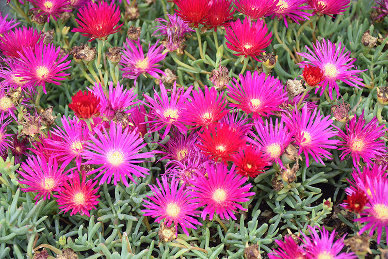 Hardy Ice Plant- Purple