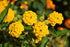 Lantana New Gold- Golden Yellow New Gold