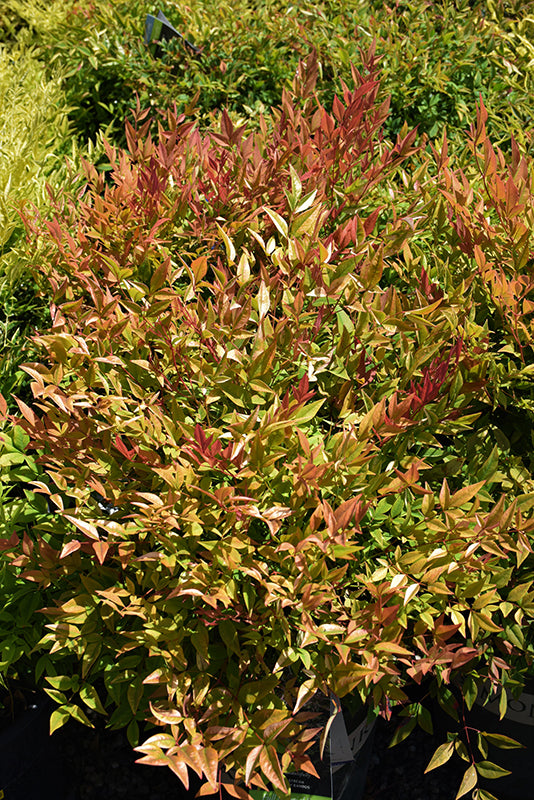 Nandina Gulf Stream