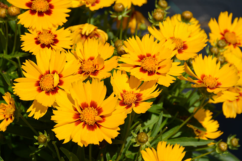 Coreopsis Solanna™ Bright Touch