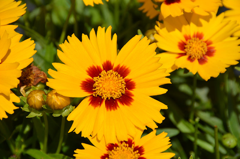 Coreopsis Solanna™ Bright Touch