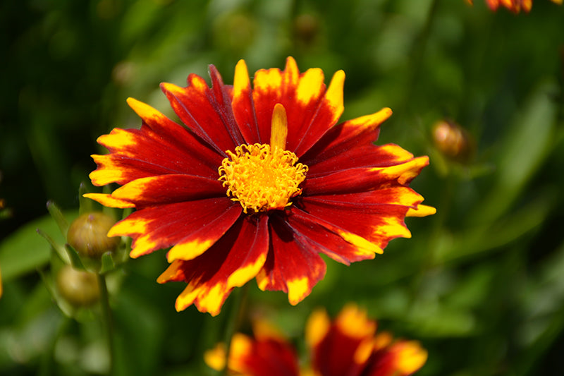 Coreopsis Uptick™ Red