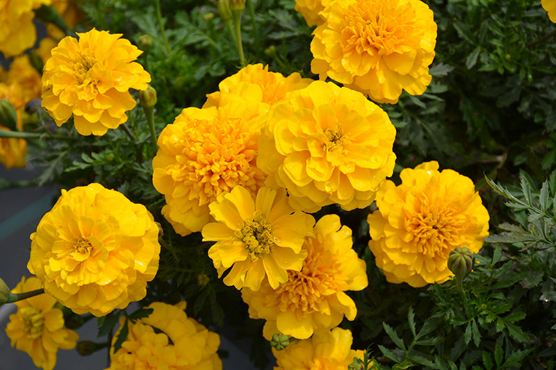 Marigold Super Hero Deep Yellow