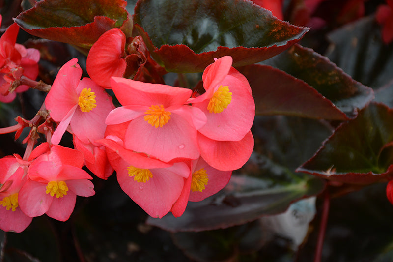 Begonia Big Rose/Bronze Leaf