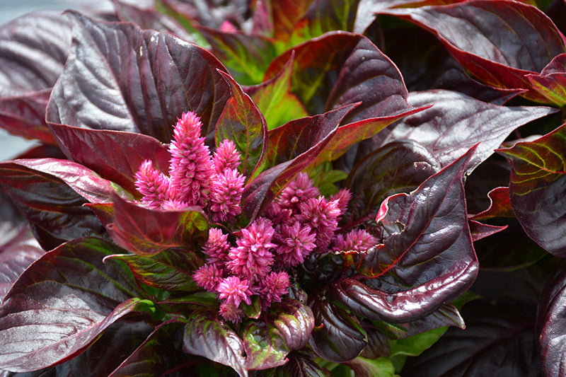 Celosia Sol Lizzard Leaf