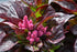 Celosia Sol Lizzard Leaf