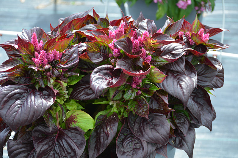 Celosia Sol Lizzard Leaf