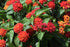 Lantana Bloomifyª Red