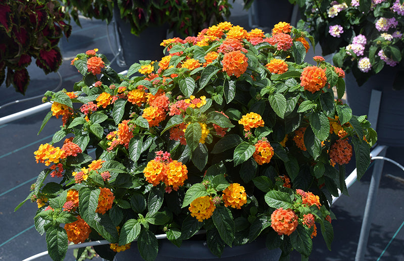 Lantana Luckyª Flame Improved