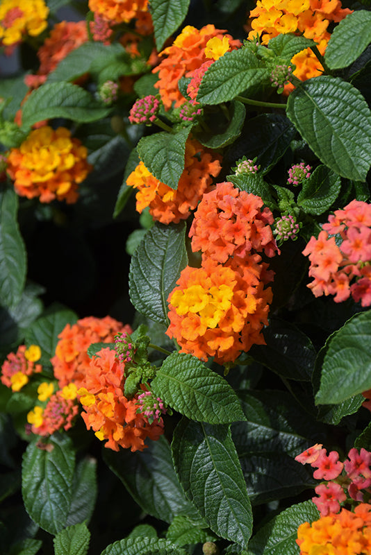 Lantana Luckyª Flame Improved