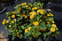 Lantana Luckyª Pot Of Gold