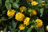 Lantana Luckyª Yellow