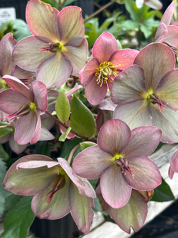 Helleborus Hgc® Ice N' Roses® Rose