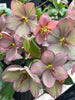 Helleborus Hgc® Ice N' Roses® Rose