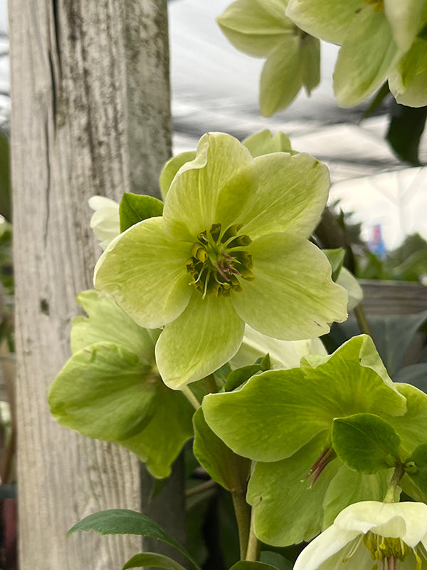 Helleborus Hgc® Ice N' Roses® White