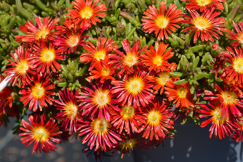 Hardy Ice Plant Wow™ Fire Wonder