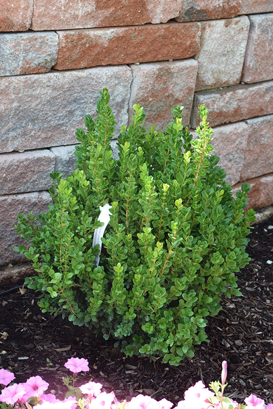 Boxwood Newgen Freedom®