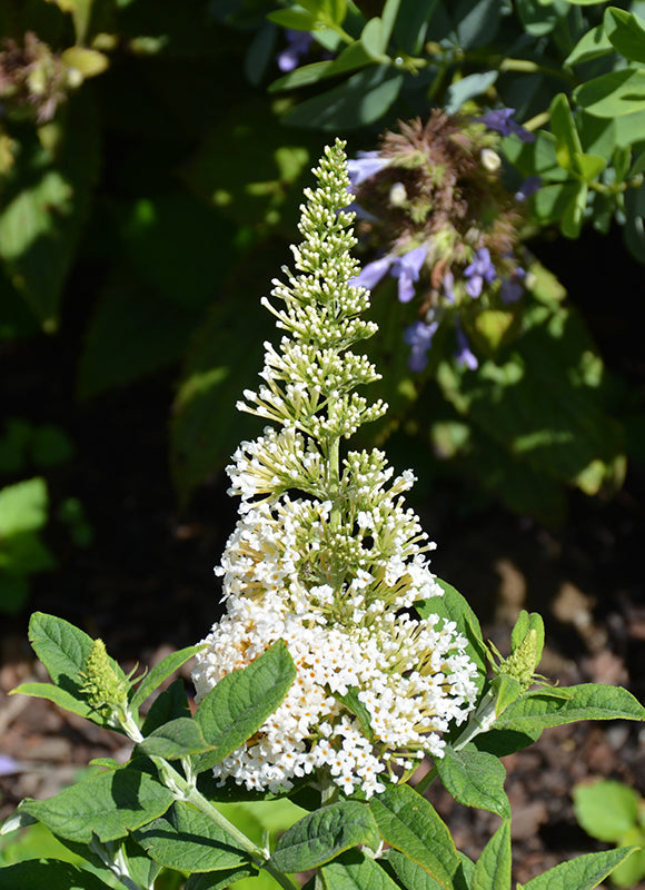 Butterfly Bush Butterfly Candy® Lil' Coconut™