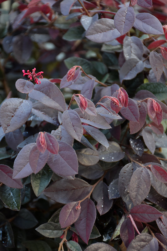 Loropetalum Carolina Midnight