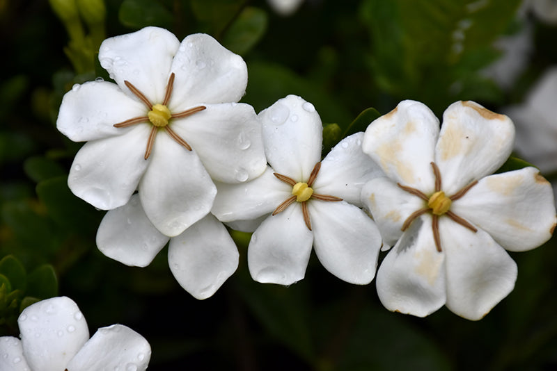 Gardenia Kleim'S Hardy