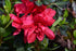 Azalea Encore® Autumn Bonfire®