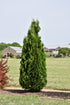 Arborvitae North Pole®