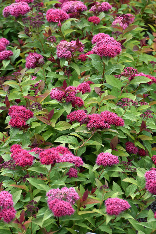 Spirea Double Play Doozie