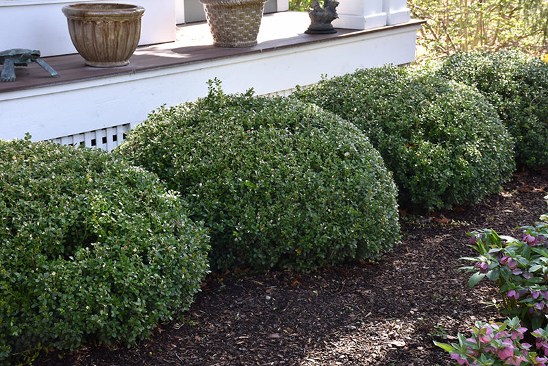 Boxwood Sprinter®