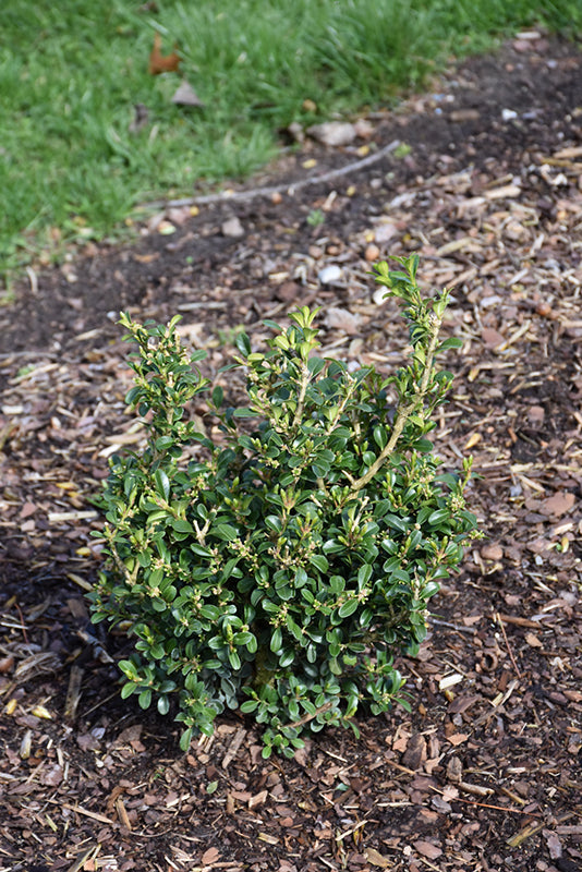 Boxwood Newgen Independence®