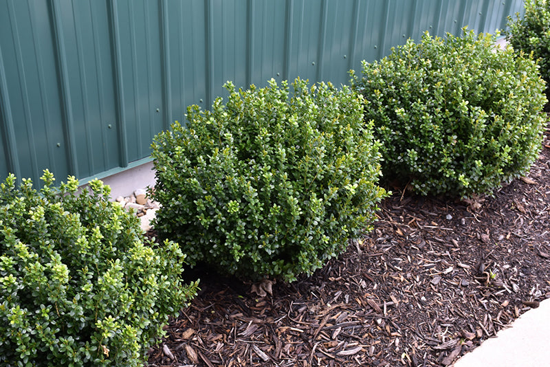 Boxwood Newgen Freedom®