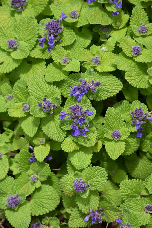 Catmint 'Chartreuse On The Loose' Ppaf