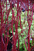Dogwood Red Twig Baileyi