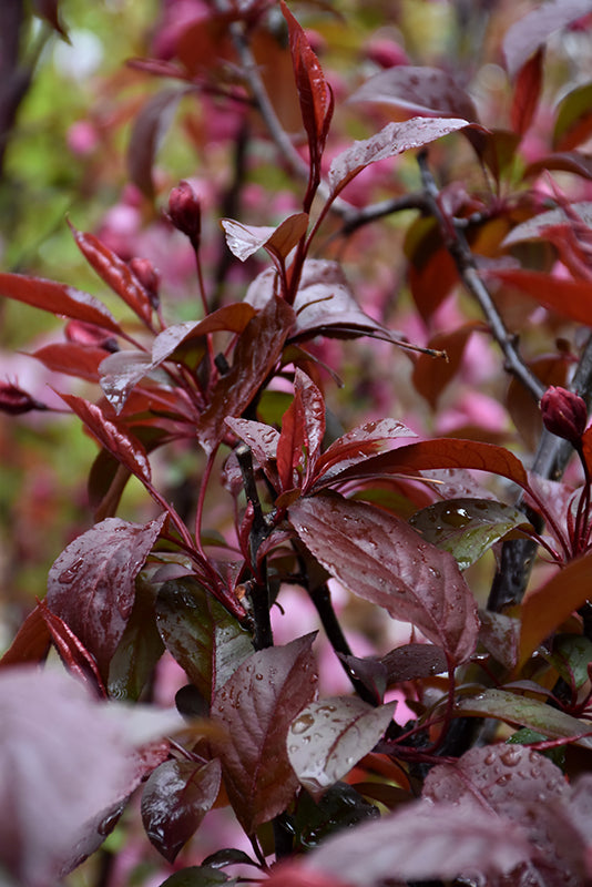 Crabapple Perfect Purple