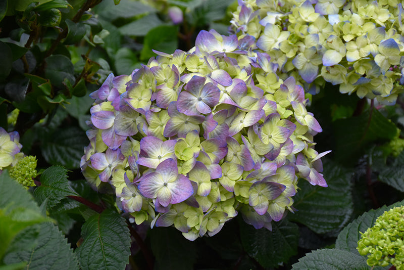 Hydrangea Endless Summer® Bloomstruck®