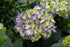 Hydrangea Endless Summer® Bloomstruck®