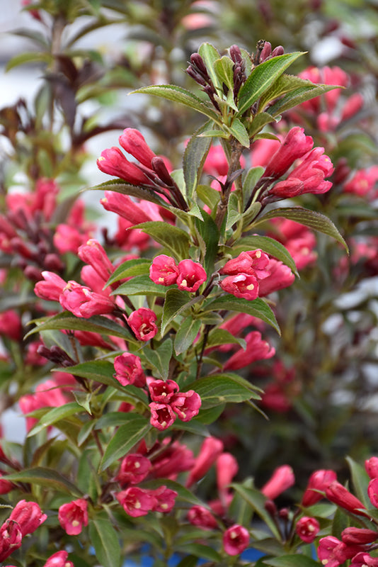 Weigela Bloomin Easy Collection Electric Love